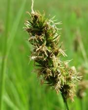 Fotografia da espécie Carex cuprina