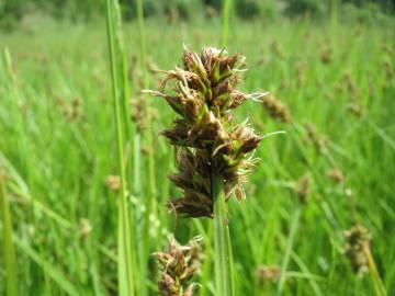 Fotografia da espécie Carex cuprina