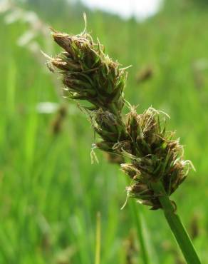 Fotografia 3 da espécie Carex cuprina no Jardim Botânico UTAD