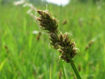 Fotografia da espécie Carex cuprina