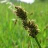 Fotografia 3 da espécie Carex cuprina do Jardim Botânico UTAD