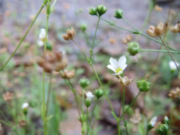 Fotografia da espécie Linum catharticum