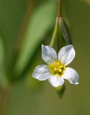 Fotografia 3 da espécie Linum catharticum no Jardim Botânico UTAD