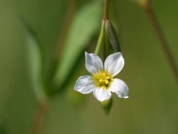 Fotografia da espécie Linum catharticum