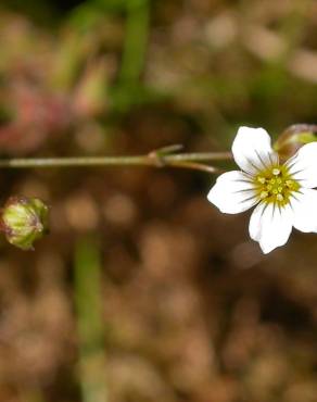 Fotografia 5 da espécie Linum catharticum no Jardim Botânico UTAD