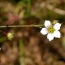 Fotografia 5 da espécie Linum catharticum do Jardim Botânico UTAD