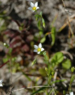 Fotografia 6 da espécie Linum catharticum no Jardim Botânico UTAD