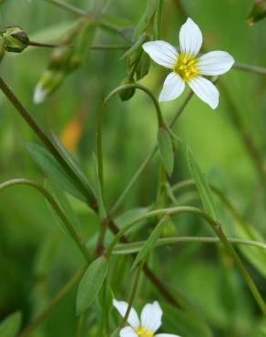 Fotografia 1 da espécie Linum catharticum no Jardim Botânico UTAD