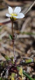 Fotografia da espécie Linum catharticum