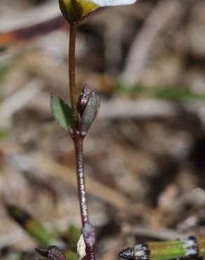 Fotografia 7 da espécie Linum catharticum no Jardim Botânico UTAD