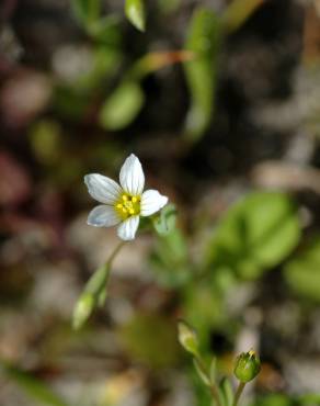 Fotografia 8 da espécie Linum catharticum no Jardim Botânico UTAD