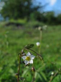 Fotografia da espécie Linum catharticum