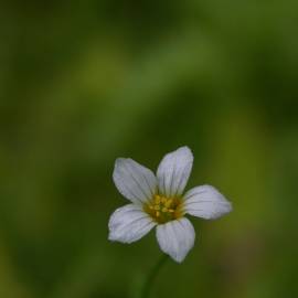 Fotografia da espécie Linum catharticum