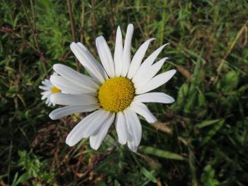 Fotografia da espécie Leucanthemum vulgare