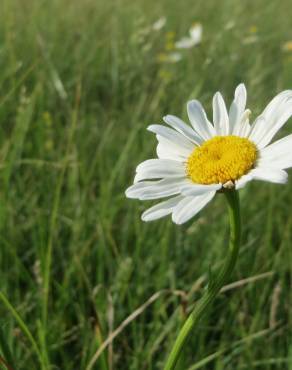 Fotografia 3 da espécie Leucanthemum vulgare no Jardim Botânico UTAD