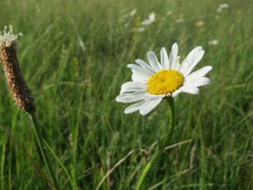 Fotografia da espécie Leucanthemum vulgare