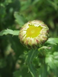 Fotografia da espécie Leucanthemum vulgare