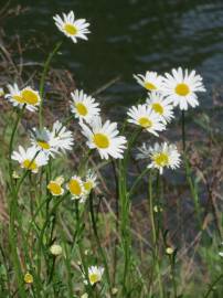 Fotografia da espécie Leucanthemum vulgare