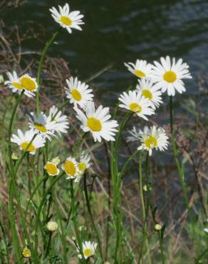 Fotografia 5 da espécie Leucanthemum vulgare no Jardim Botânico UTAD