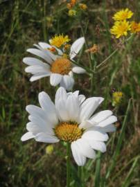 Fotografia da espécie Leucanthemum vulgare