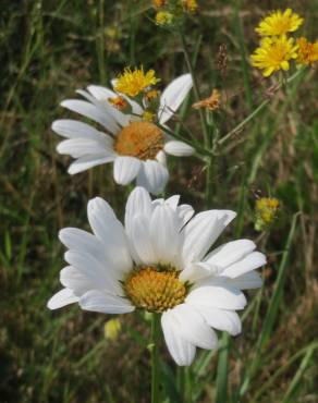 Fotografia 6 da espécie Leucanthemum vulgare no Jardim Botânico UTAD