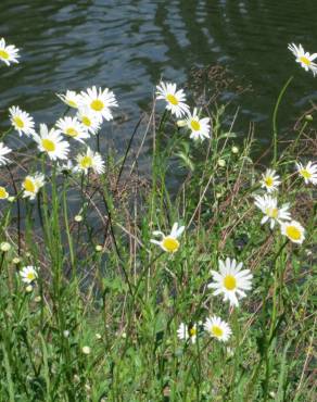 Fotografia 7 da espécie Leucanthemum vulgare no Jardim Botânico UTAD