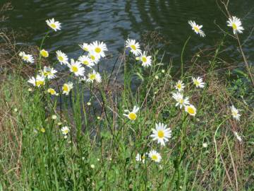 Fotografia da espécie Leucanthemum vulgare