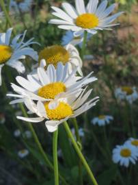 Fotografia da espécie Leucanthemum vulgare