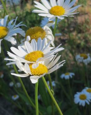 Fotografia 8 da espécie Leucanthemum vulgare no Jardim Botânico UTAD