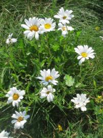 Fotografia da espécie Leucanthemum vulgare