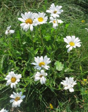 Fotografia 9 da espécie Leucanthemum vulgare no Jardim Botânico UTAD