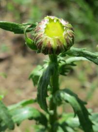 Fotografia da espécie Leucanthemum vulgare