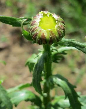 Fotografia 10 da espécie Leucanthemum vulgare no Jardim Botânico UTAD