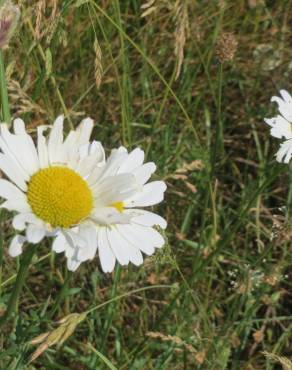 Fotografia 11 da espécie Leucanthemum vulgare no Jardim Botânico UTAD