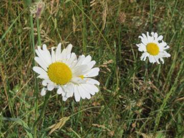 Fotografia da espécie Leucanthemum vulgare