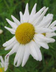 Leucanthemum vulgare