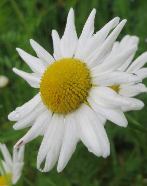 Fotografia 1 da espécie Leucanthemum vulgare no Jardim Botânico UTAD