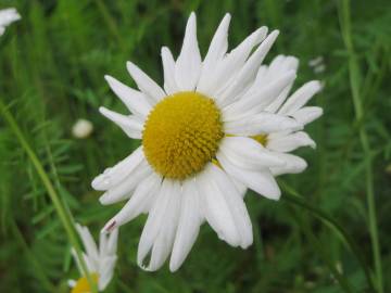 Fotografia da espécie Leucanthemum vulgare