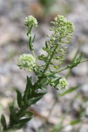 Fotografia da espécie Lepidium campestre