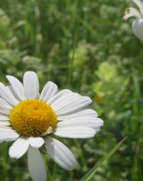 Fotografia 12 da espécie Leucanthemum vulgare no Jardim Botânico UTAD