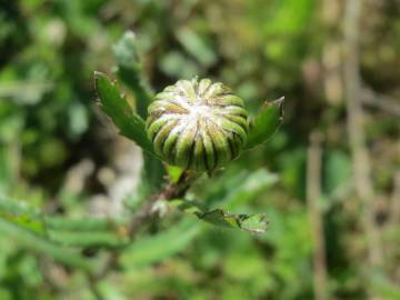 Fotografia da espécie Leucanthemum vulgare