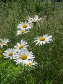 Fotografia da espécie Leucanthemum vulgare