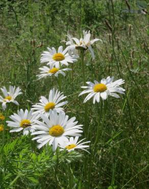 Fotografia 14 da espécie Leucanthemum vulgare no Jardim Botânico UTAD