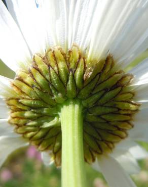 Fotografia 15 da espécie Leucanthemum vulgare no Jardim Botânico UTAD