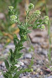 Fotografia da espécie Lepidium campestre