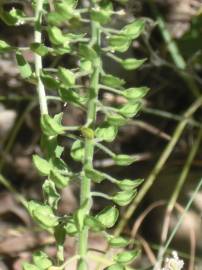 Fotografia da espécie Lepidium campestre