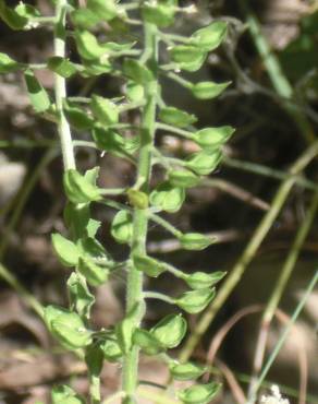 Fotografia 4 da espécie Lepidium campestre no Jardim Botânico UTAD