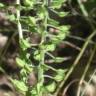 Fotografia 4 da espécie Lepidium campestre do Jardim Botânico UTAD