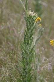 Fotografia da espécie Lepidium campestre