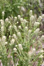 Fotografia da espécie Lepidium campestre